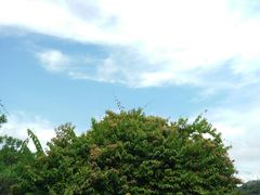 -丹樱生态园