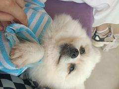 -怪兽屋·羊驼·猫咖·狗咖(俊华广场店)