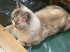 -猫色咖啡·猫咖