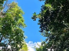 -深圳仙湖植物园