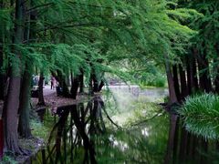 -上海共青森林公园