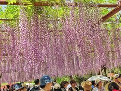 -嘉定紫藤园