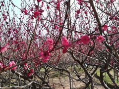 -共青国家森林公园-南大门停车场