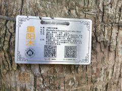 -红梅公园