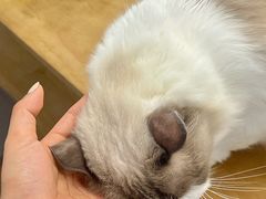 -有喵·猫咖·狗咖·30几只猫10只小狗(岗厦店)