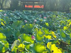 -渭南桃花源民俗文化园