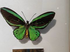 -上海昆虫博物馆