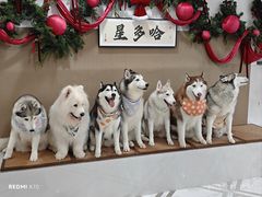 -星多哈·狗咖·拼豆·咖啡