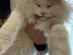 -艾吉宠物医院·疑难杂症转诊中心·猫友好(碧江路院)