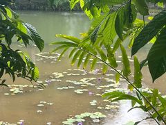 -中国科学院西双版纳热带植物园