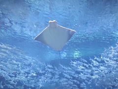 -海合安武汉极地海洋公园