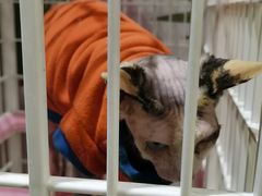 -藏猫猫咖啡主题馆(中央大道店)