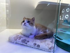 -小猫来了·猫舍(红山六九七九店)