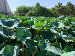 -洛阳市隋唐城遗址植物园