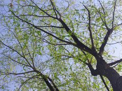 -大兴滨河森林公园