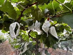 -马陆小张葡萄园农家乐