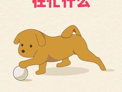 -爱侣宠医·鹦鹉专科·小型哺乳类·异宠专科(灵石路店)