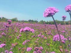 -北京东方普罗旺斯薰衣草庄园