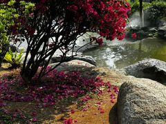 -东莞植物园