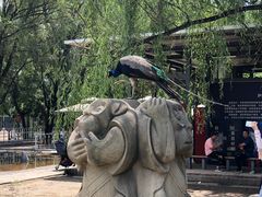 -北京麋鹿生态实验中心