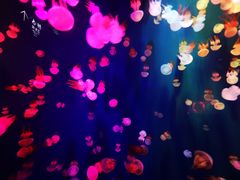 -成都浩海立方海洋公园