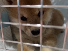 -四月宠物医院·猫专科·心脏专科·内科(转塘店)