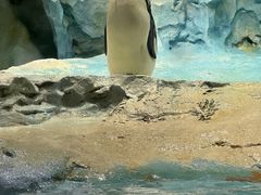 -帝企鹅自助餐厅•儿童岛•真企鹅(长隆企鹅酒店)