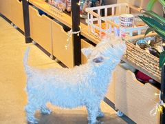 -百好乐宠物友好餐厅(朝外大街店)