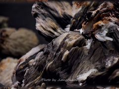 -贵州省地质博物馆
