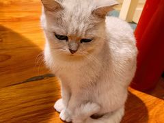 -猫小院猫主题餐厅(南锣旗舰店)