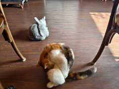 -猫岛主趣味餐厅(鼓浪屿店)