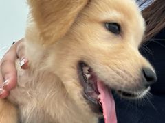 -Let's go狗咖·猫咖·奶狗·桌游(春熙路IFS店)