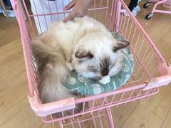 -Let's go狗咖·猫咖·奶狗·桌游(春熙路IFS店)