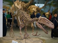 -自贡恐龙博物馆