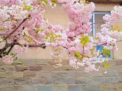 -莱阳濯村樱花园