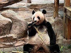 -广州长隆野生动物世界