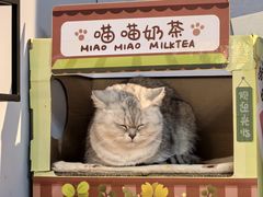 -Meowの猫咖(万家丽店)