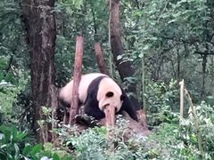 -都江堰中华大熊猫苑