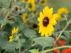 -二沙岛艺术公园