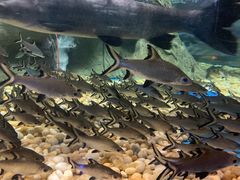 -成都浩海立方海洋公园