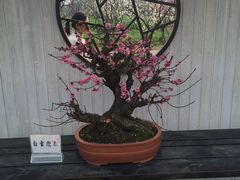 -香雪海