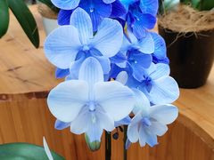 -荷兰花海