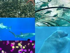 -珠海长隆海洋王国