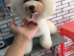 宠物美容-超宠爱宠物摄影-Super pet