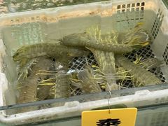 -寻味顺德·南记酒家·传统顺德菜·鱼生(广源路店)