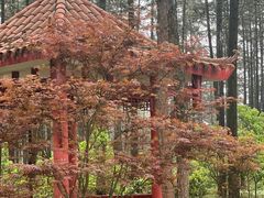 -铁山坪森林公园