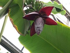 -呀路古热带植物园
