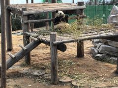 -西霞口神雕山野生动物世界