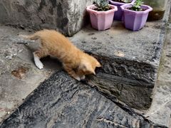 -高淳老街