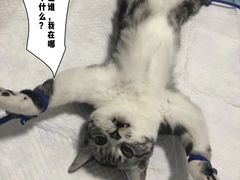 -灵美宠物诊所